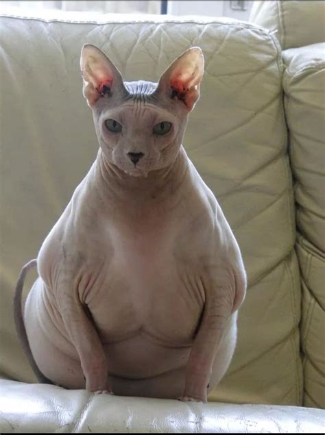 buff naked cat